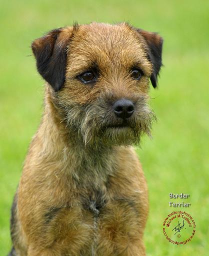 Border Terrier 9M037D-15.JPG